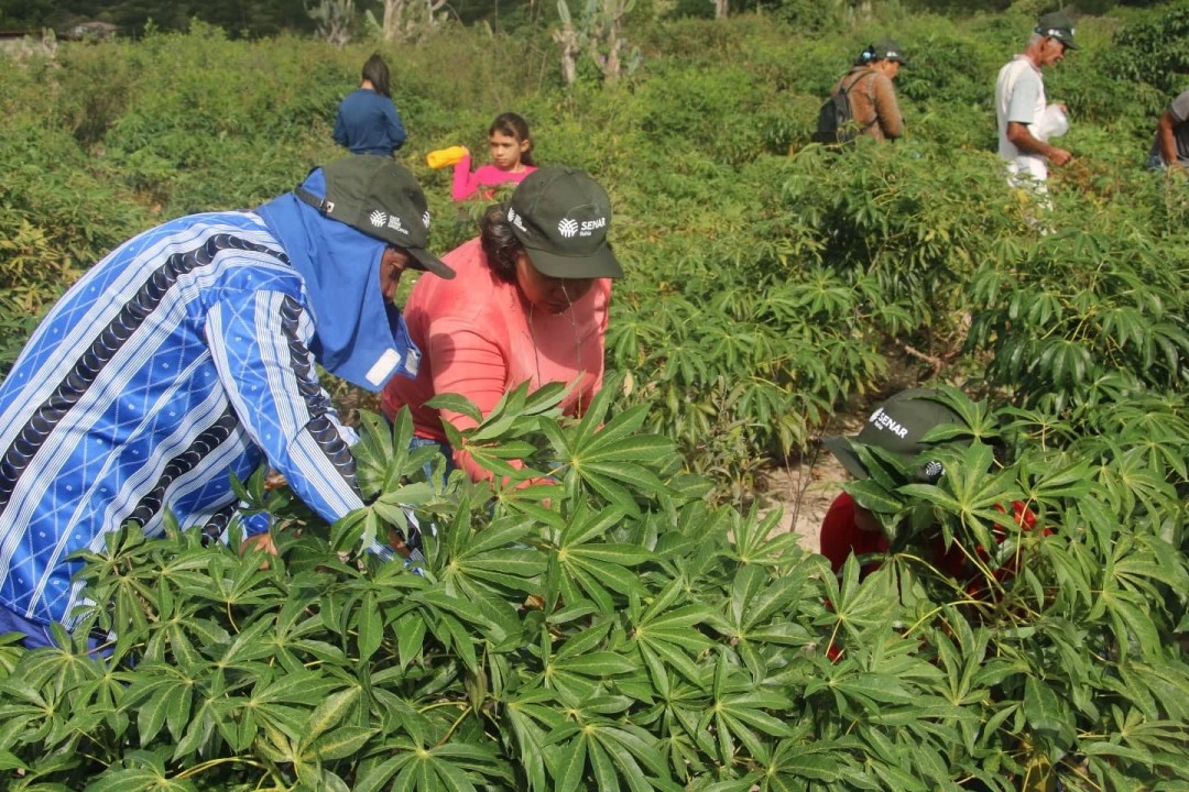 Agricultores de Jaguarari participam de capacitação sobre a cadeia produtiva da mandioca
